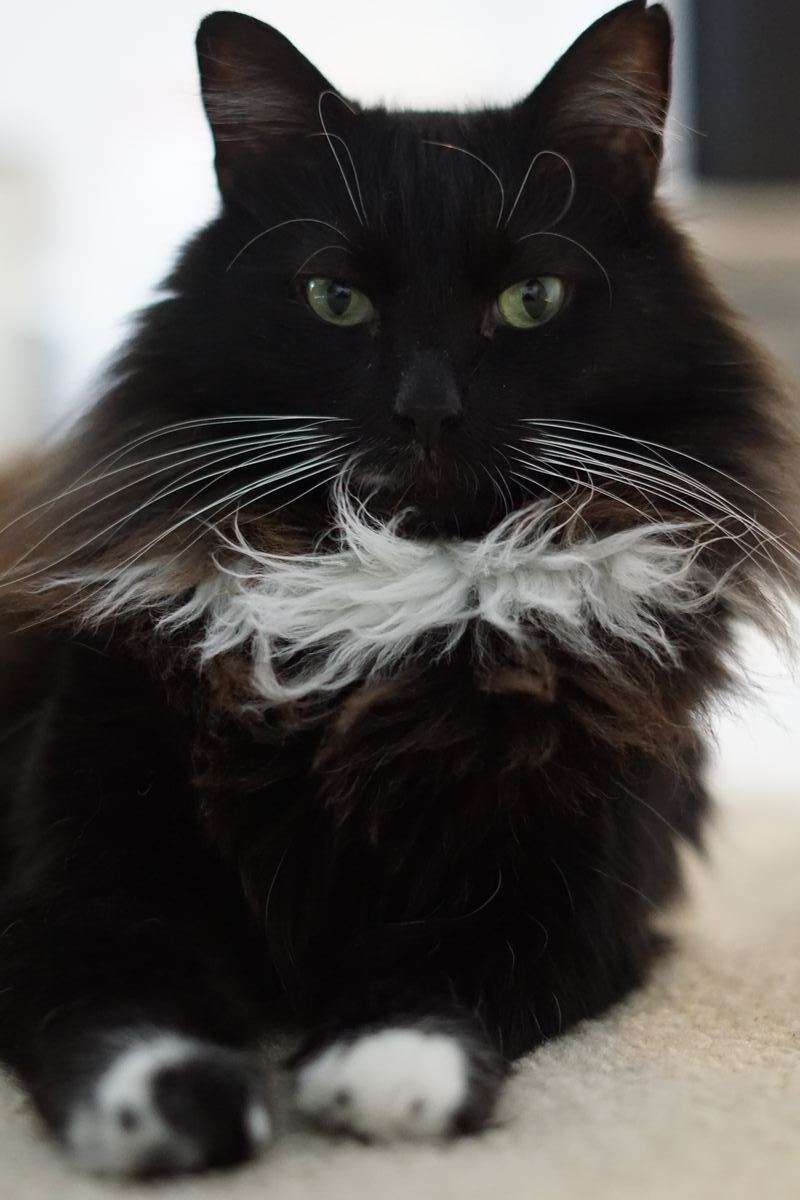 A very handsome tuxedo cat