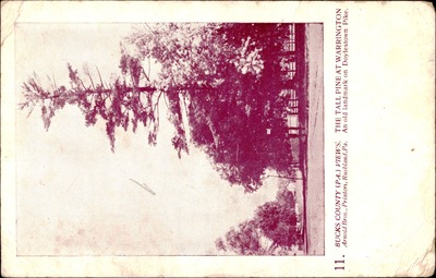 The Tall Pine at Warrington