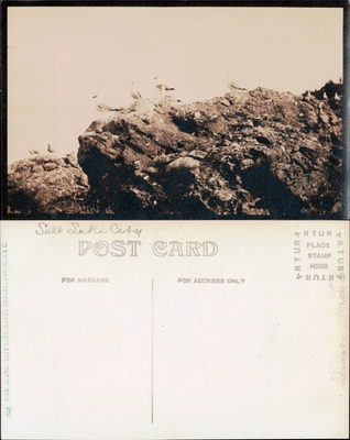 Seagulls on rocky outcrop, Gull Island, Salt Lake City