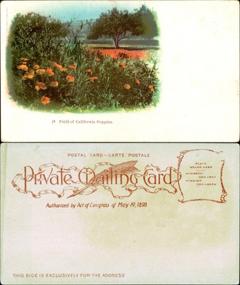 Field of California Poppies in bloom with oak tree