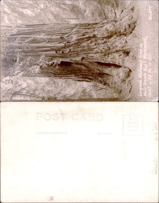 Largest Redwood Tree trunk, Muir Woods National Monument, California