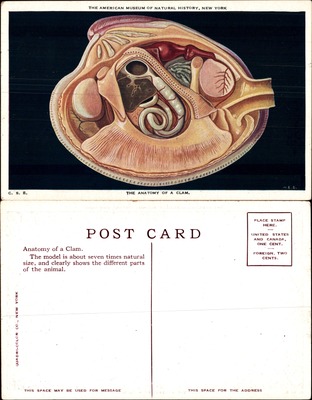 Anatomy of a Clam, American Museum of Natural History, New York