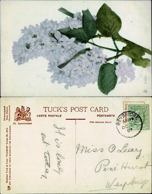 Lilac Blossoms, Tuck's Flower Series