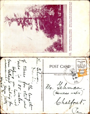 Arnold Bros #011 — Tall Pine Landmark on Doylestown Pike, Warrington PA