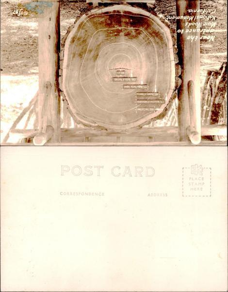 Tree trunk annual rings at historical site.