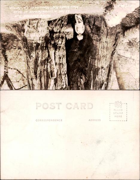 Giant tree at Hollow Woods National Monument, California