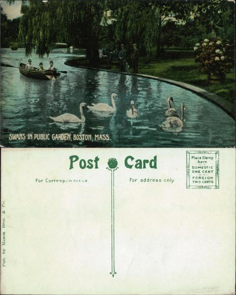 Swans in Boston Public Garden