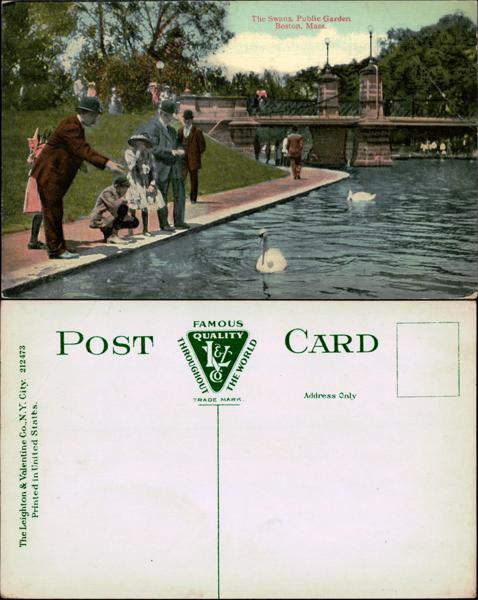 Swans in Boston Public Garden